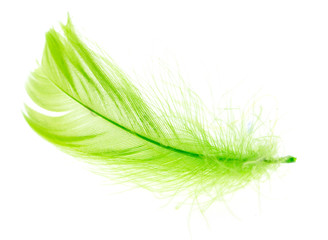 Beautiful green feather on a white background