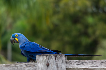 Beautiful Great Blue Macaw at Pantanal  Sul, Mato Grosso do Sul, Brazil
