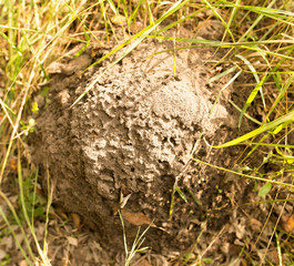 Anthill in the forest