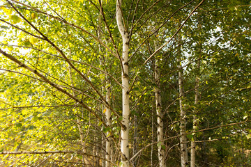 Birches in the open air in the forest