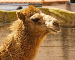 zoo animal yellow camel head close up at sunny day .