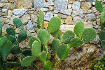 Fresh green bunny ear cactus desert succulent plant growing against rough granite stone wall background, Mykonos