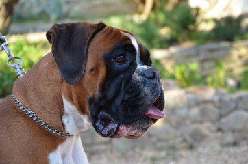Belle femelle Boxer fauve en attente de son étalon avant saillie