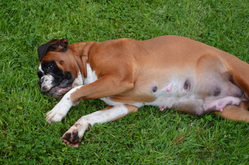 Belle chienne Boxer fauve marquée en blanc LOF en fin de gestation couchée à la campagne.