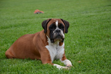 Belle chienne Boxer fauve marqu&eacute;e en blanc LOF en fin de gestation couch&eacute;e &agrave; la campagne.