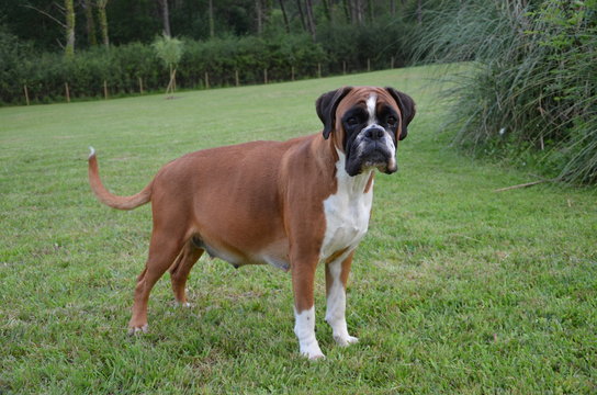 Belle chienne Boxer fauve LOF en train de jouer en fin de gestation.