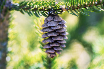 Fir cone on the tree.