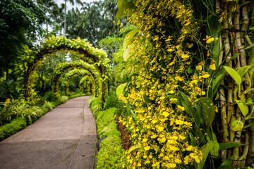orchid arch in Singapore botanical gardens
