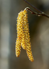 Branch of hazelnut tree.