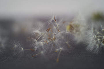 Dandelion seeds parachutes on gray stone background