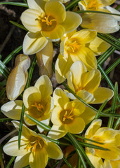 Fototapeta na wymiar Yellow crocuses on the flower bad.