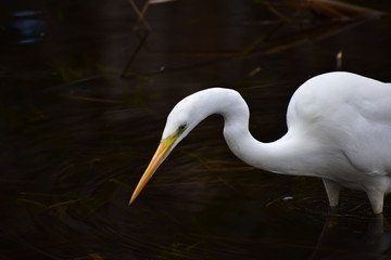 獲物を狙うチュウダイサギ