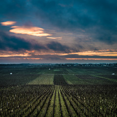 Epic Winter Vineyard at dawn in Nuits-St_Georges, Burgundy, France
