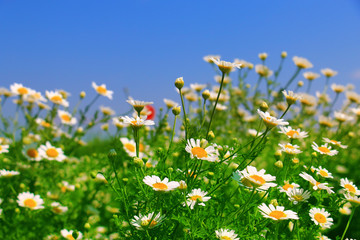 summer flowers landscape