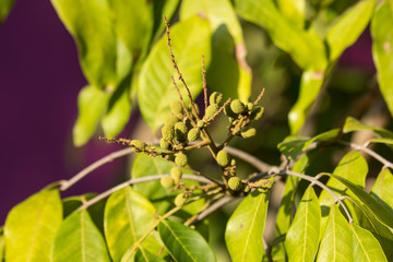 Close up of Young Small longan fruit