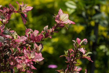 Leaf of Red Chinese hibiscus flower