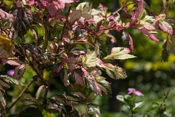 Leaf of Red Chinese hibiscus flower