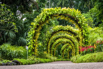 orchid arch in Singapore botanical gardens