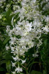 Dendrobium orchids in bloom