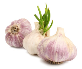 garlic on white background isolated