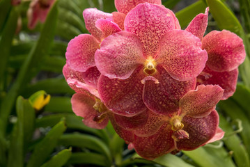 Fototapeta na wymiar orchids in bloom