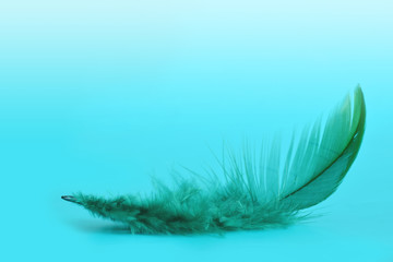 Grüne Vogelfeder auf blau