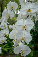 Fototapeta na wymiar Phylanopsis orchids in bloom