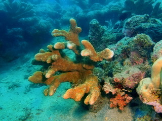 Stone coral