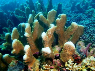 Stone coral