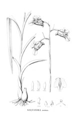 Illustration of plant