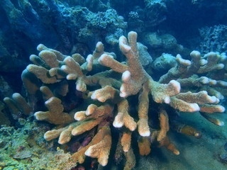 Stone coral