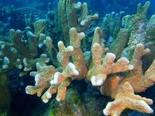 Stone coral