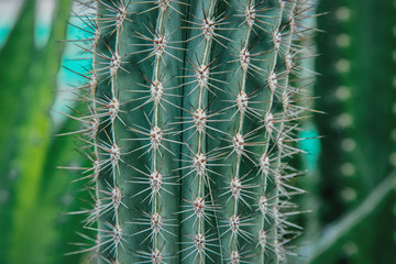 Close-up view at succulent in summertime season.