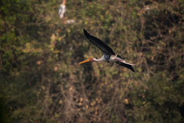 Painted Stork (Mycteria leucocephala)
