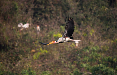 Painted Stork (Mycteria leucocephala)