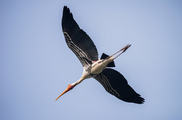 Painted Stork (Mycteria leucocephala)