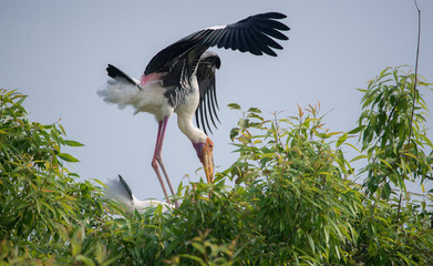 Painted Stork (Mycteria leucocephala)