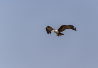 Brahminy Kite (Haliastur indus)