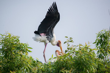 Painted Stork (Mycteria leucocephala)