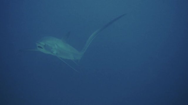 thresher shark at philippines - 4k video