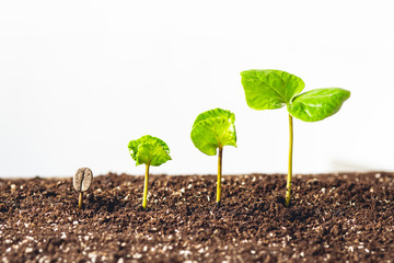 Growing Sapling coffee trees Hand Protect White background
