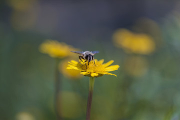 Macro Photo of a Bee on a Daisy Flower