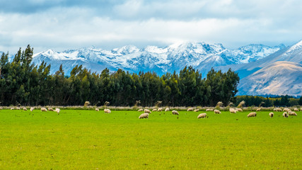 Fototapeta na wymiar A stunning landscape scene of the agriculture in a rural area in New Zealand with a flock of sheep on a green grassland in the cloudy day.