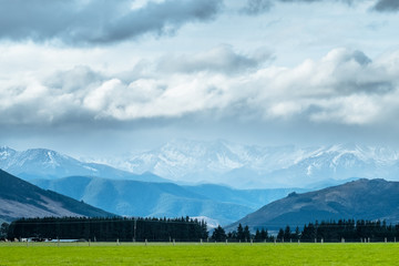 A stunning landscape scene of the agriculture in a rural area in New Zealand with a flock of sheep on a green grassland in the cloudy day.