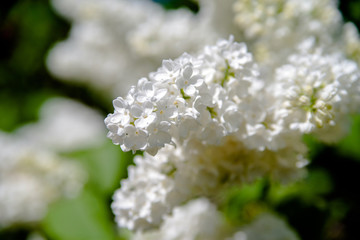     Blooming in may, a white lilac close-up 