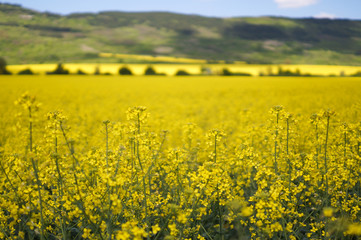 Obraz premium Beautiful yellow fields and a blue sky