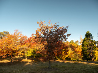 Autumn Maple Beautiful Landscape