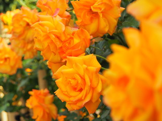 オレンジの花