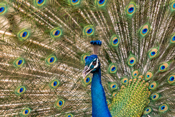 Fototapeta na wymiar Blue peacock close up portrait in the zoo.