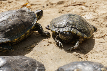 Red-eared Slider or Trachemys scripta elegans in the zoo.